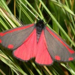 Papillon site