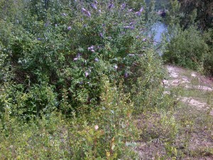 Buisson de Buddleja davidii phographié à la Base de Loisirs du Val de Seine